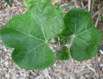 : - Jatropha cinerea