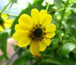 : - Lipochaeta connata var. acris