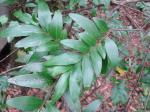 : - Xylopia emarginata