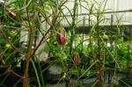 :-Lysimachia filifolia