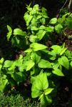 : - Melanthera fauriei