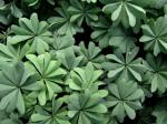 : - Oxalis adenophylla