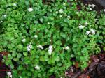 : - Peperomia fraseri