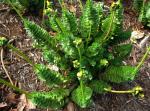 : - Portulaca molokiniensis
