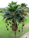 : - Pritchardia thurstonii