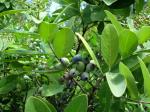 : - Santalum ellipticum