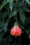 :-Abutilon striatum