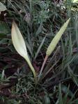 : - Allagoptera campestris