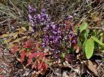 : - Andira humilis