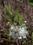 : - Campomanesia pubescens