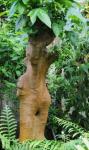 Trompetenbaum - Cecropia peltata