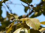 : - Mitragyna parvifolia