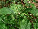 : - Alternanthera ficoidea