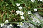 Alpen-Hornkraut - Cerastium alpinum