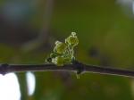 : - Meyna laxiflora