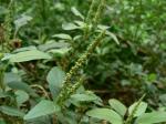 Malabarspinat - Amaranthus spinosus