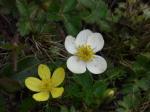 : - Anemone obtusiloba