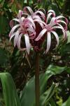 : - Crinum amabile