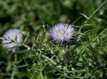 Milchfleckdistel - Galactites tomentosa