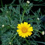 Kronenwucherblume - Glebionis coronaria