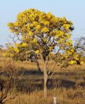 Gelbkugelbaum - Handroanthus ochraceus