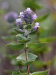 : - Hyptis lythroides