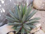 :-Agave victoriae-reginae subsp. victoriae-reginae