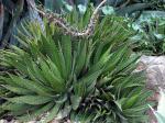:-Agave obscura