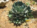 : - Agave polyacantha