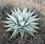 : - Manfreda scabra