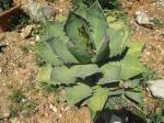 : - Agave titanota