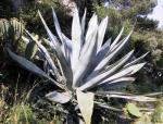 : - Agave weberi
