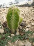 : - Isolatocereus dumortieri