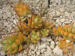 : - Sedum adolphii