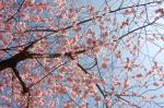 Japanische Blütenkirsche-Prunus serrulata