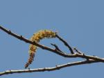 : - Mallotus nudiflorus