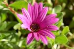 Kapkörbchen - Dimorphotheca barberae