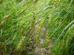 : - Carex sprengelii