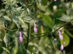 : - Dicliptera paniculata