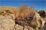 : - Eriogonum brevicaule