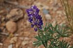 :-Lupinus argenteus var. heteranthus