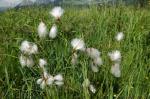 Scheiden-Wollgras - Eriophorum vaginatum