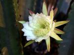 Königin der Nacht - Cereus jamacaru