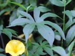 : - Merremia tuberosa