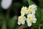 : - Mussaenda incana