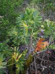 :-Philodendron saxicola