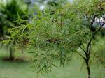 : - Polyscias fruticosa
