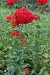 Brennende Liebe - Silene chalcedonica
