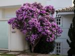 : - Tibouchina mutabilis