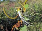 : - Bauhinia brevipes
